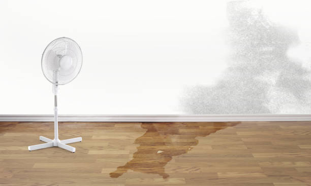 Best Basement water damage restoration  in Hawley, MN